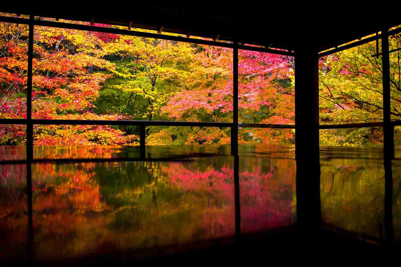 【画像】いろいろな紅葉(こうよう)の集まるトピ
