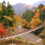 【画像】いろいろな紅葉(こうよう)の集まるトピ