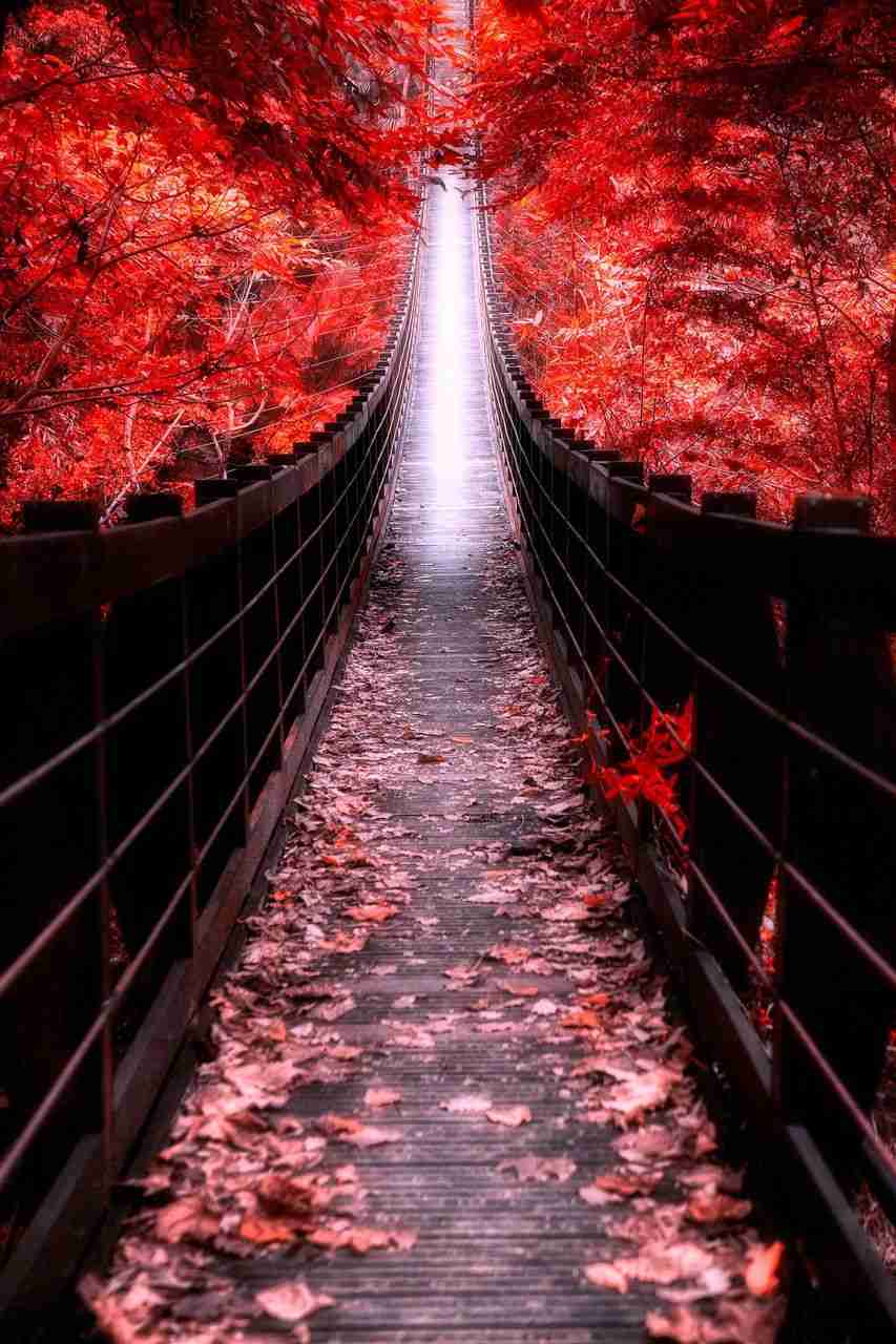 【画像】いろいろな紅葉(こうよう)の集まるトピ