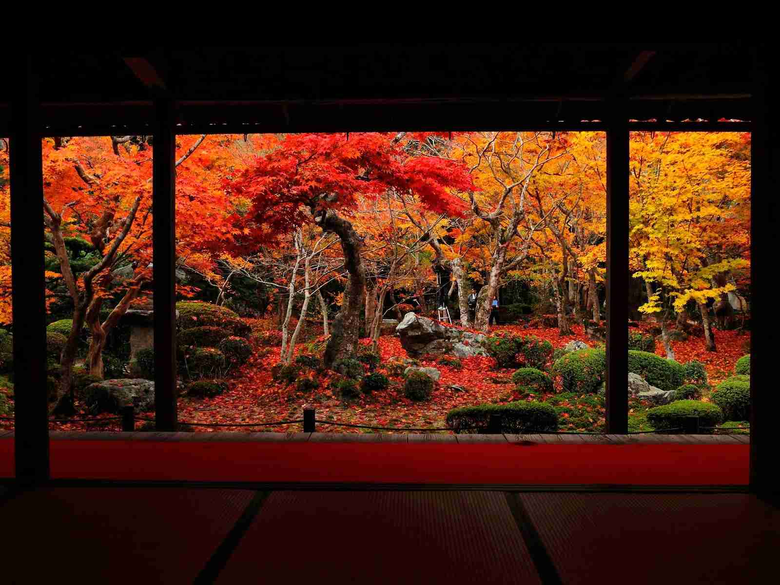 【画像】いろいろな紅葉(こうよう)の集まるトピ