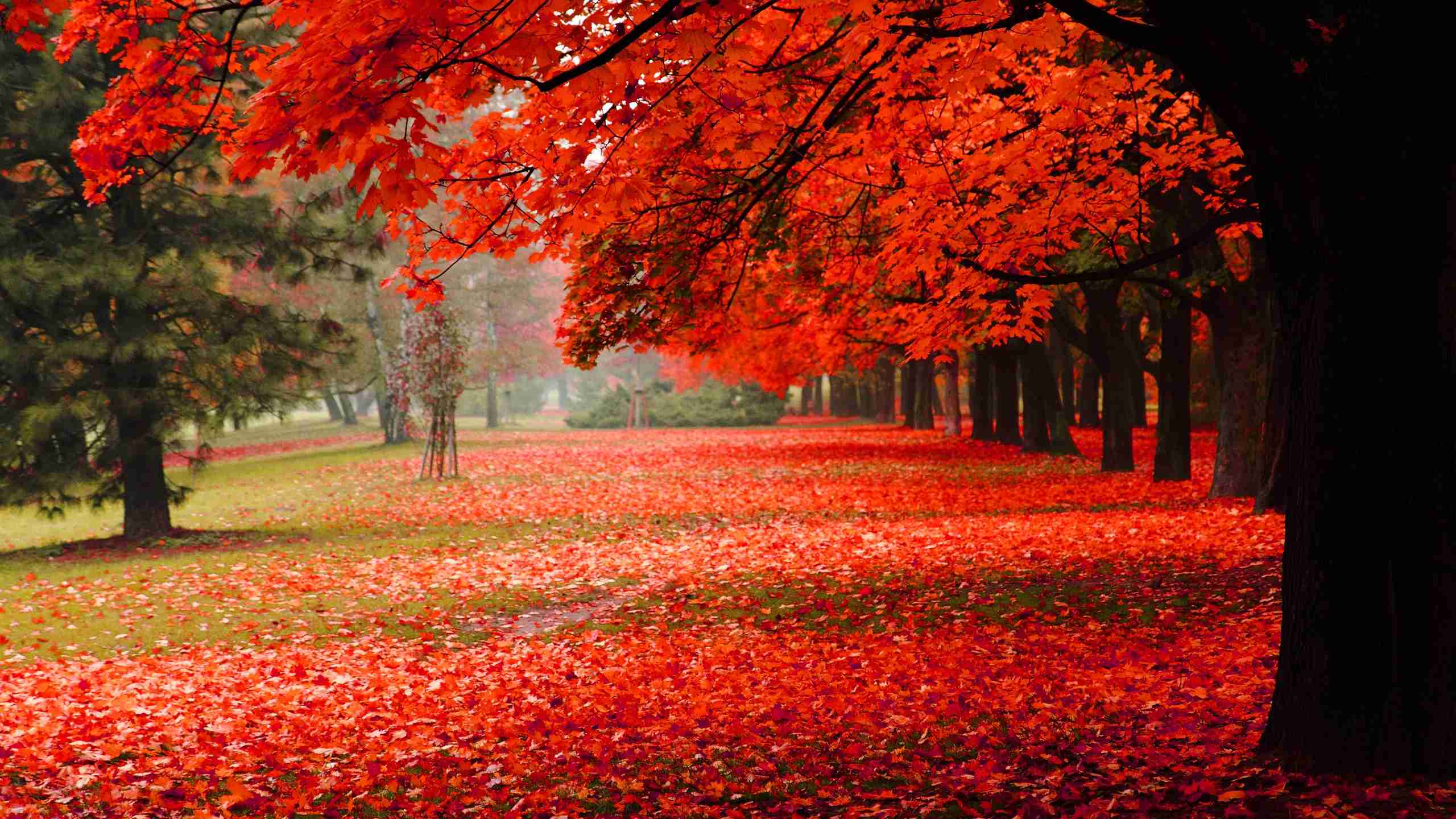 【画像】いろいろな紅葉(こうよう)の集まるトピ