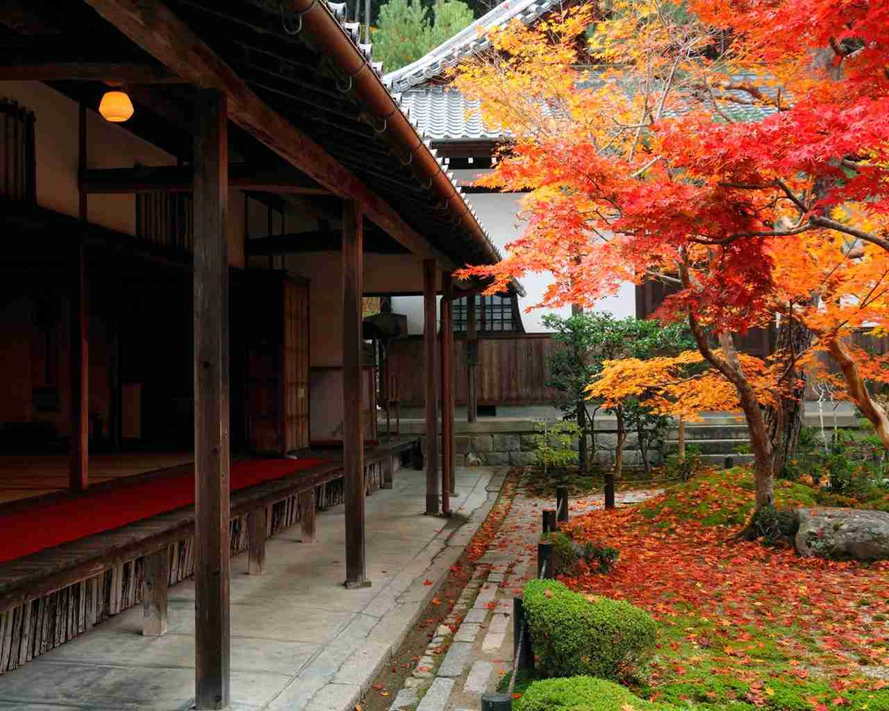 【画像】いろいろな紅葉(こうよう)の集まるトピ