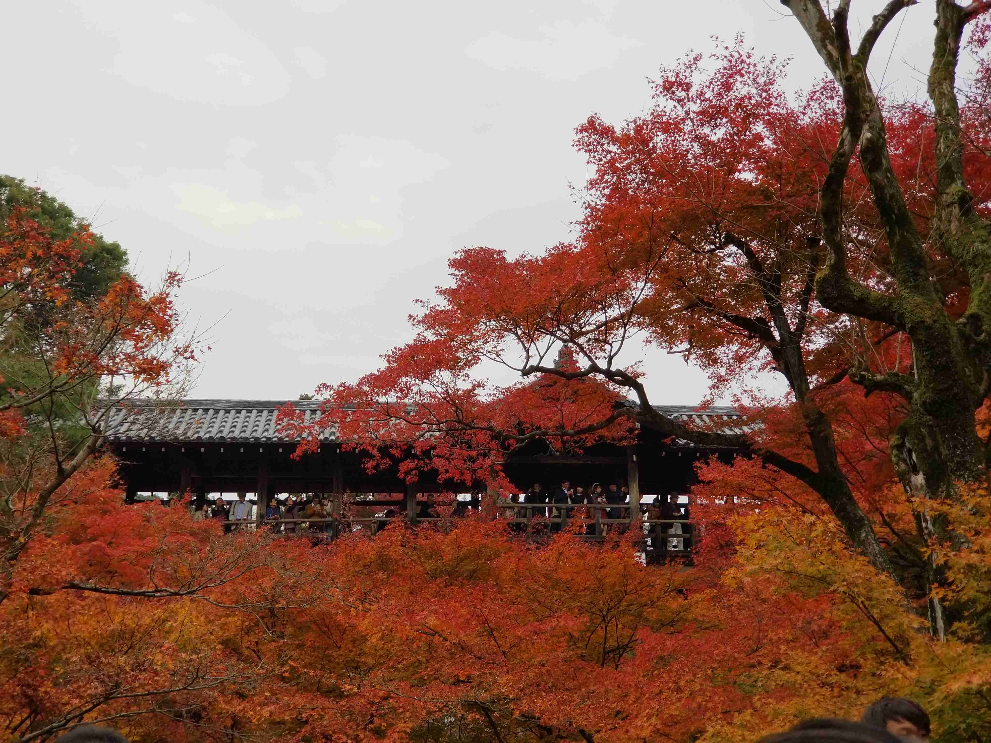 【画像】いろいろな紅葉(こうよう)の集まるトピ