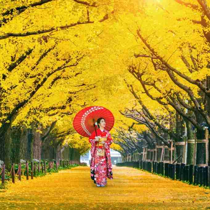 【画像】いろいろな紅葉(こうよう)の集まるトピ