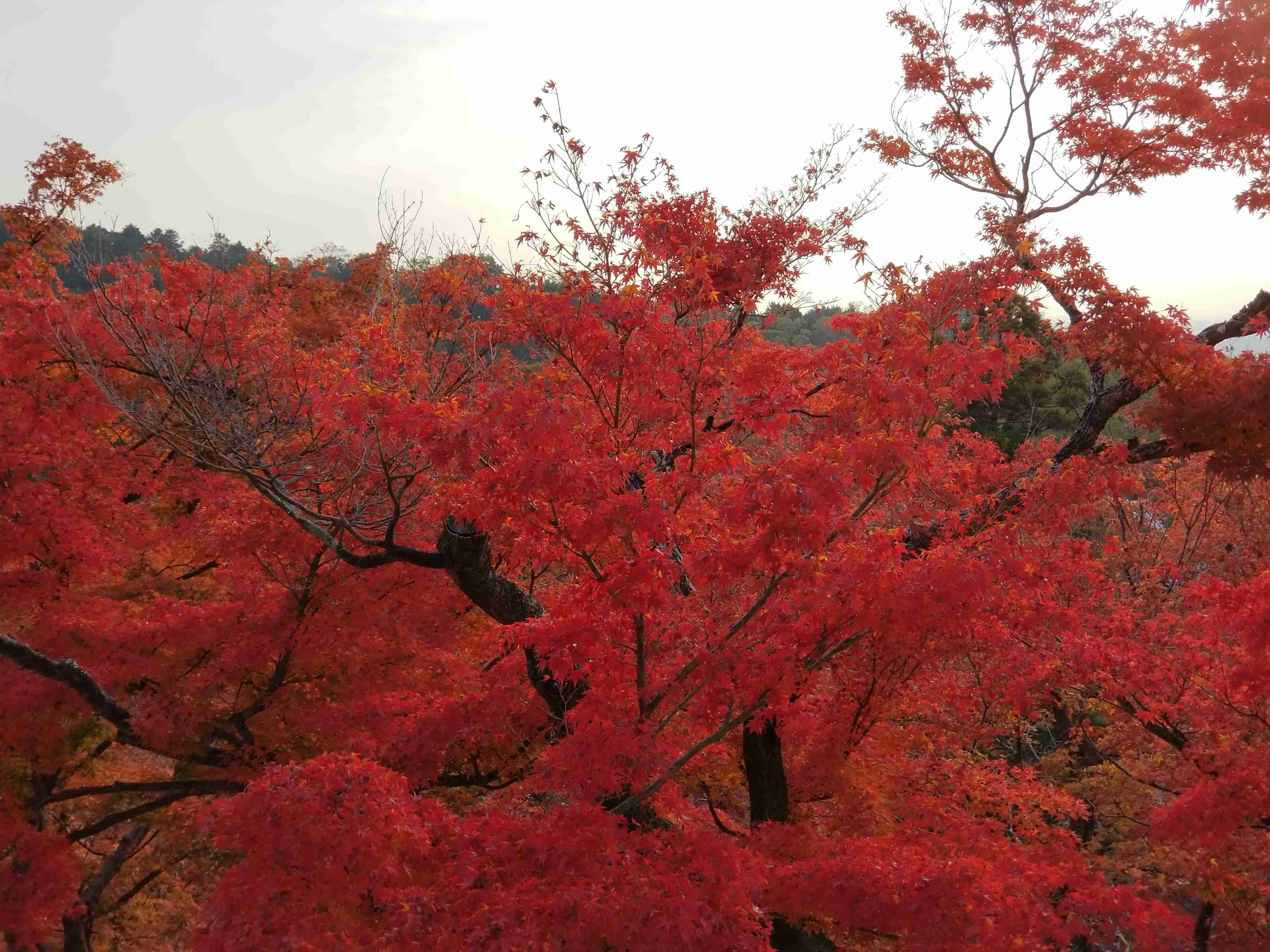 【画像】いろいろな紅葉(こうよう)の集まるトピ