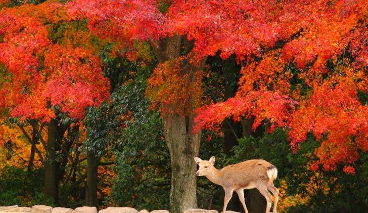 【画像】いろいろな紅葉(こうよう)の集まるトピ