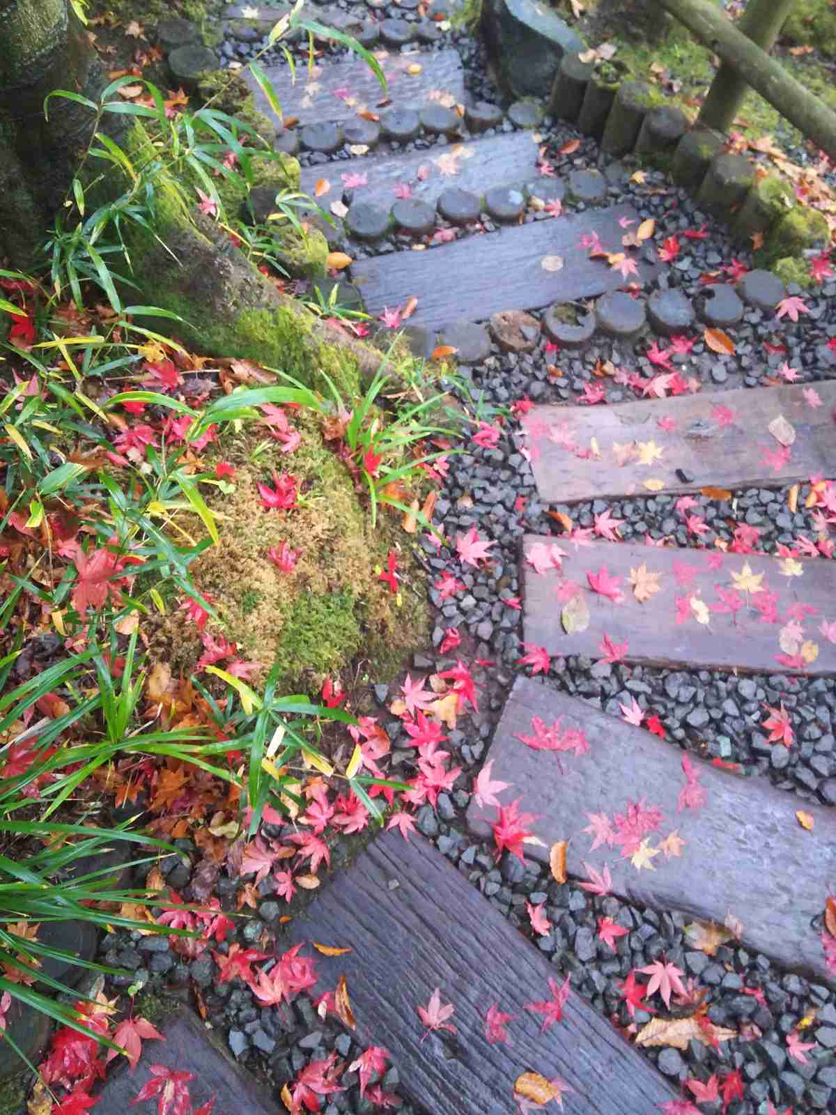 【画像】いろいろな紅葉(こうよう)の集まるトピ