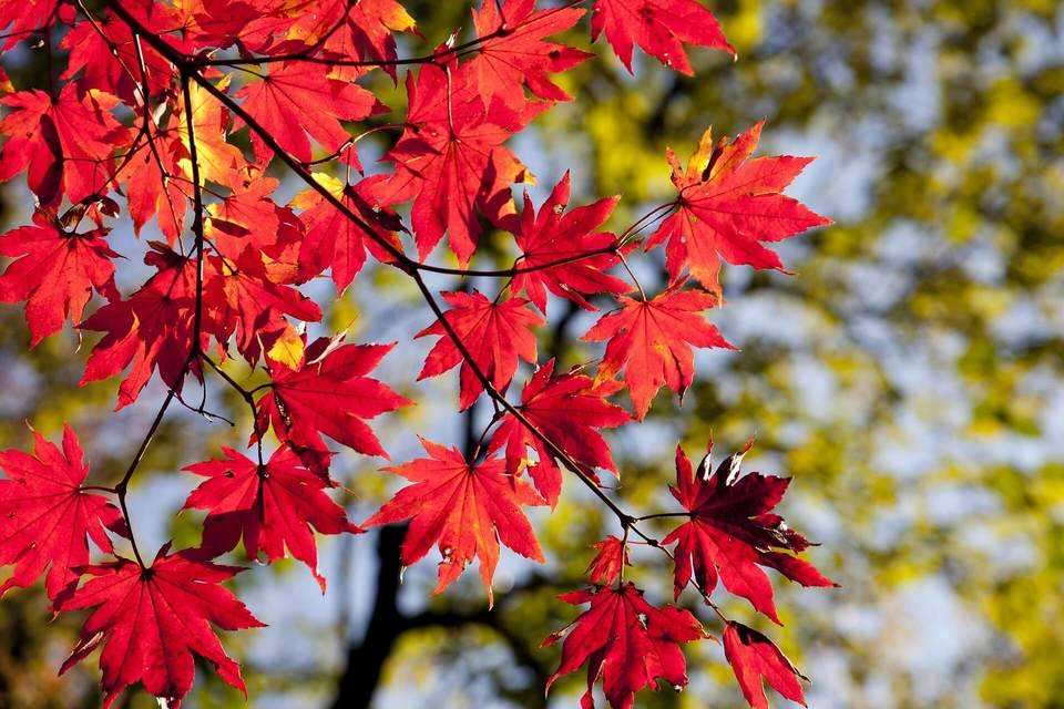 【画像】いろいろな紅葉(こうよう)の集まるトピ