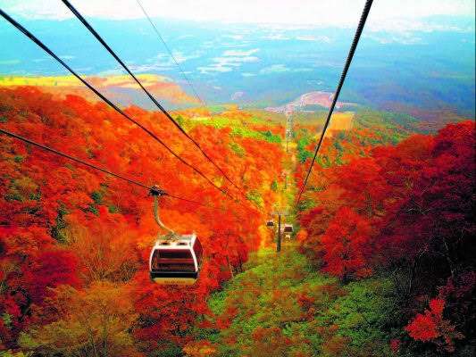 【画像】いろいろな紅葉(こうよう)の集まるトピ