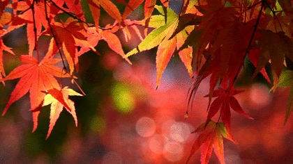 【画像】いろいろな紅葉(こうよう)の集まるトピ