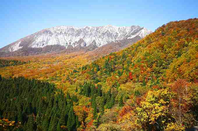 【画像】いろいろな紅葉(こうよう)の集まるトピ