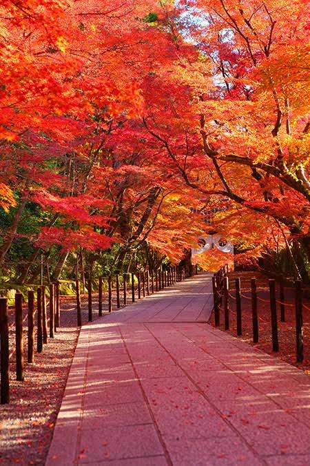 【画像】いろいろな紅葉(こうよう)の集まるトピ