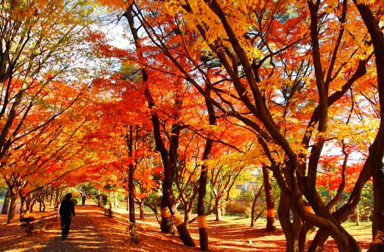 【画像】いろいろな紅葉(こうよう)の集まるトピ