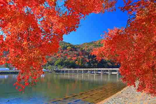 【画像】いろいろな紅葉(こうよう)の集まるトピ