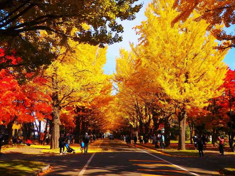 【画像】いろいろな紅葉(こうよう)の集まるトピ