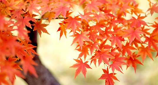 【画像】いろいろな紅葉(こうよう)の集まるトピ