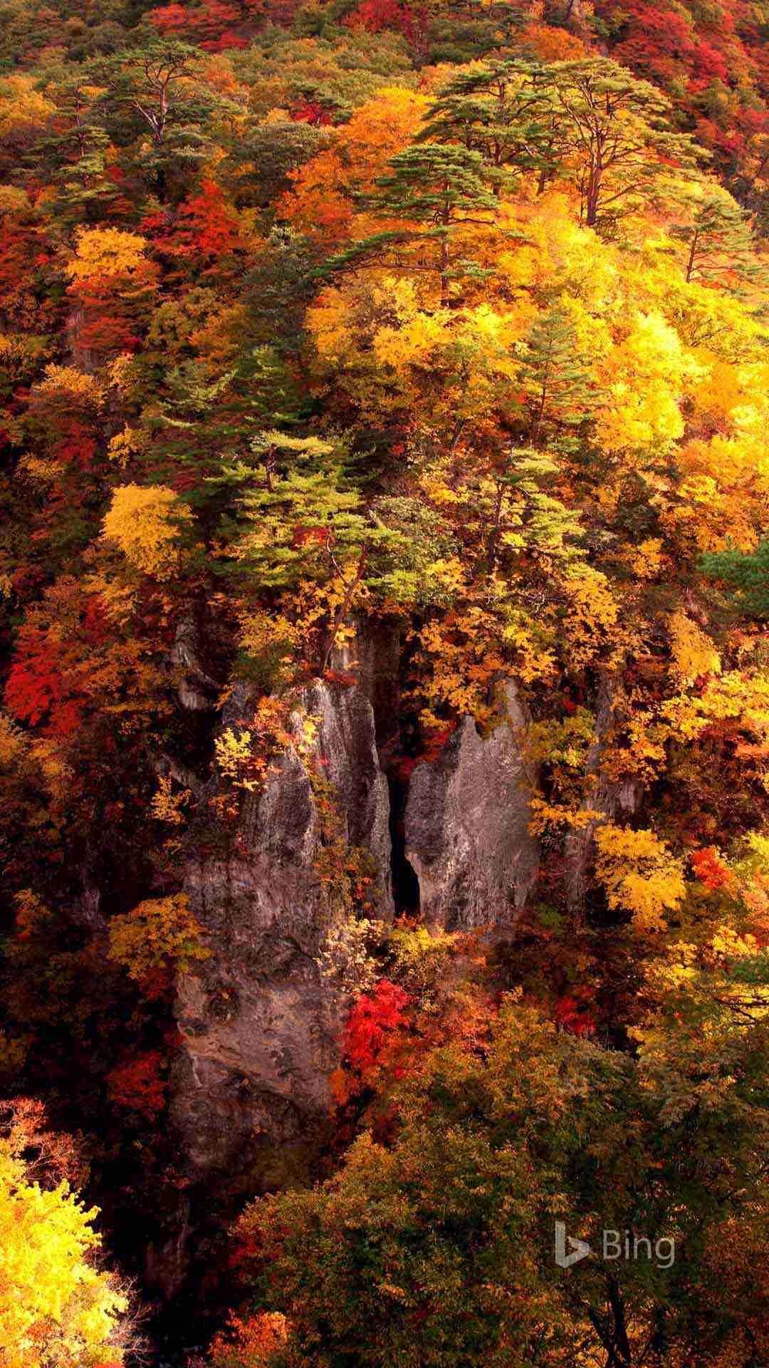 【画像】いろいろな紅葉(こうよう)の集まるトピ