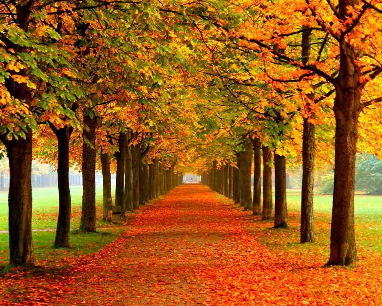 【画像】いろいろな紅葉(こうよう)の集まるトピ