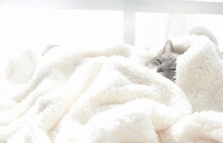 ペットの冬用ベッドについて