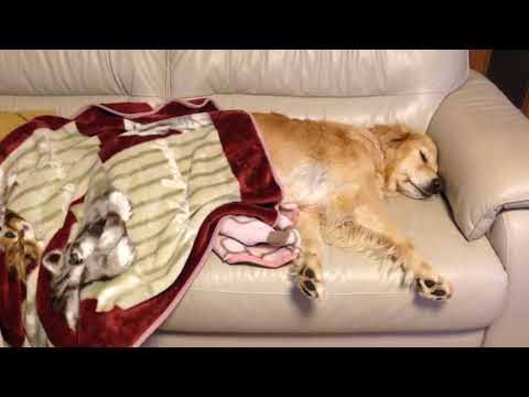 ペットの冬用ベッドについて