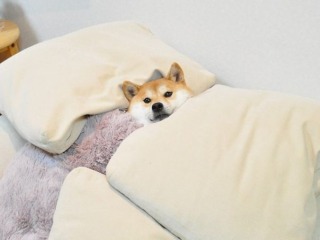 ペットの冬用ベッドについて