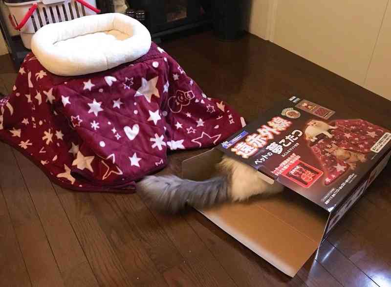 ペットの冬用ベッドについて