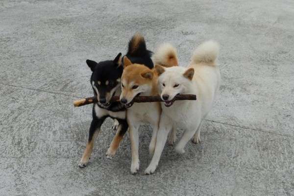 心がウキウキするような画像【楽しい、面白い、幸せ】