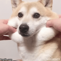 柴犬がプランターでくつろぐ動画に「ピッタリはまってる」「プランター風呂」の声