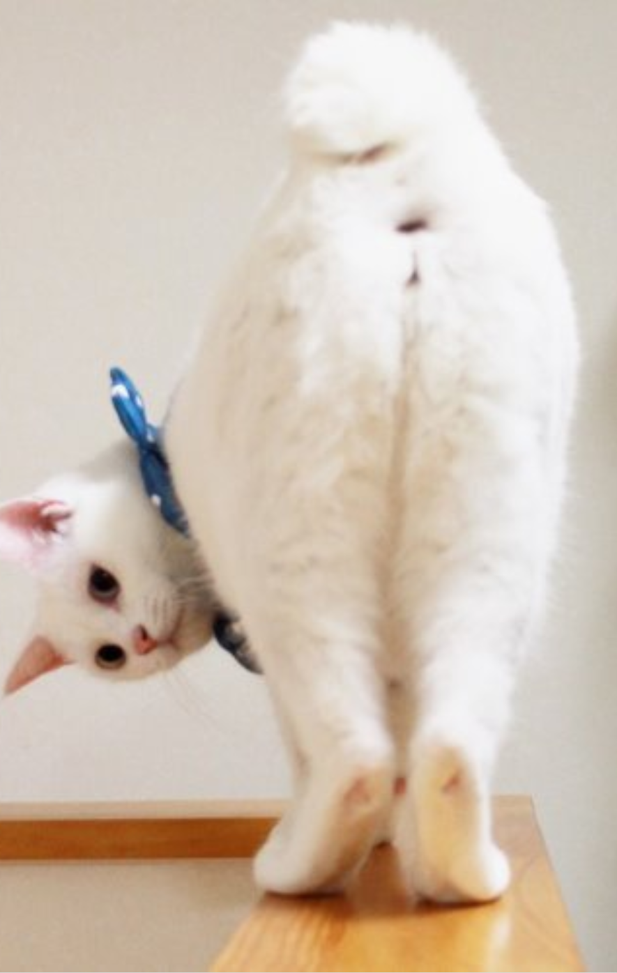 セクシーポーズな動物画像を笑いながら愛でるトピ