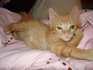 セクシーポーズな動物画像を笑いながら愛でるトピ