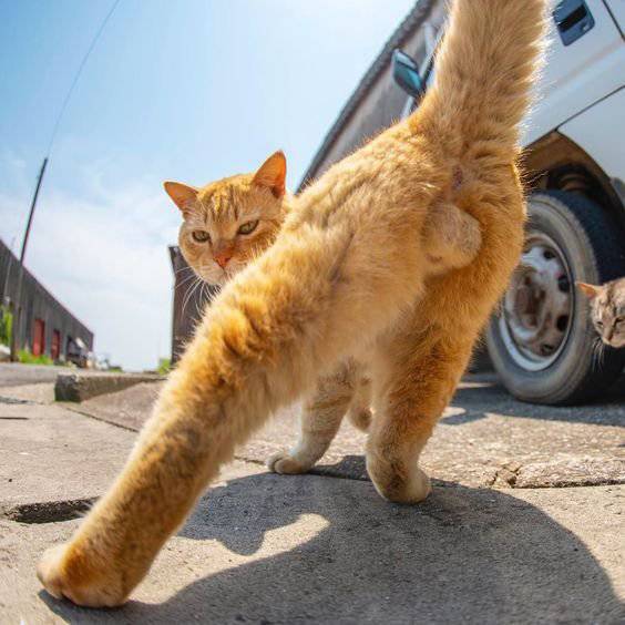 セクシーポーズな動物画像を笑いながら愛でるトピ