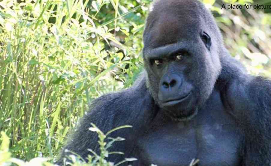 セクシーポーズな動物画像を笑いながら愛でるトピ