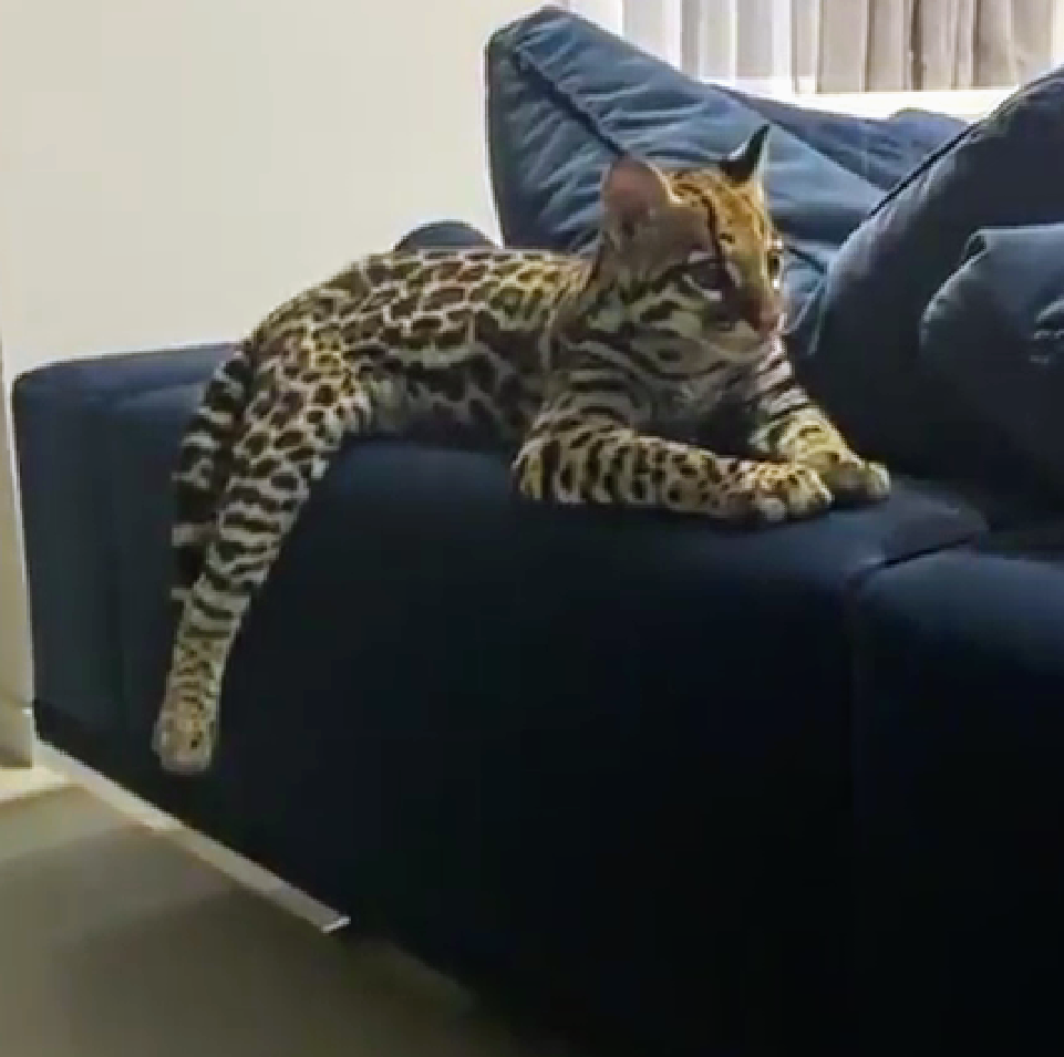 セクシーポーズな動物画像を笑いながら愛でるトピ