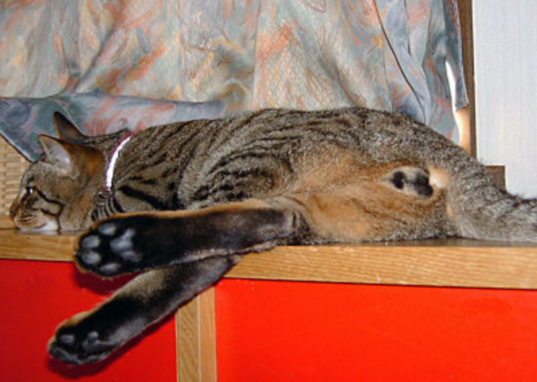 セクシーポーズな動物画像を笑いながら愛でるトピ
