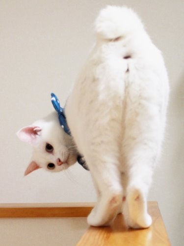 セクシーポーズな動物画像を笑いながら愛でるトピ