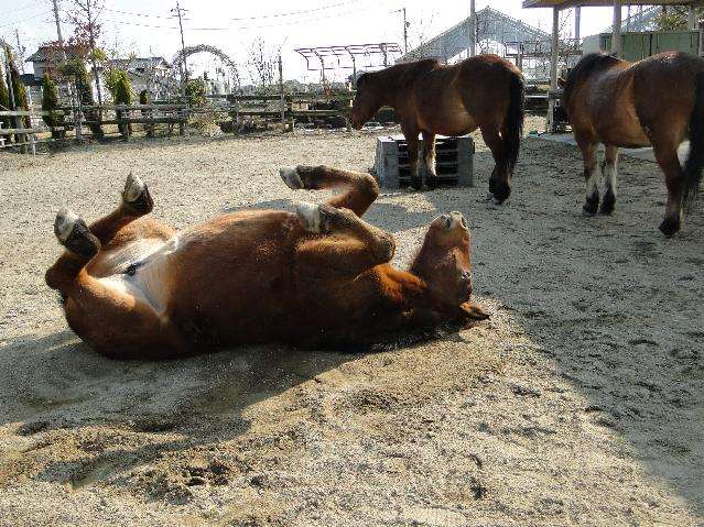 セクシーポーズな動物画像を笑いながら愛でるトピ