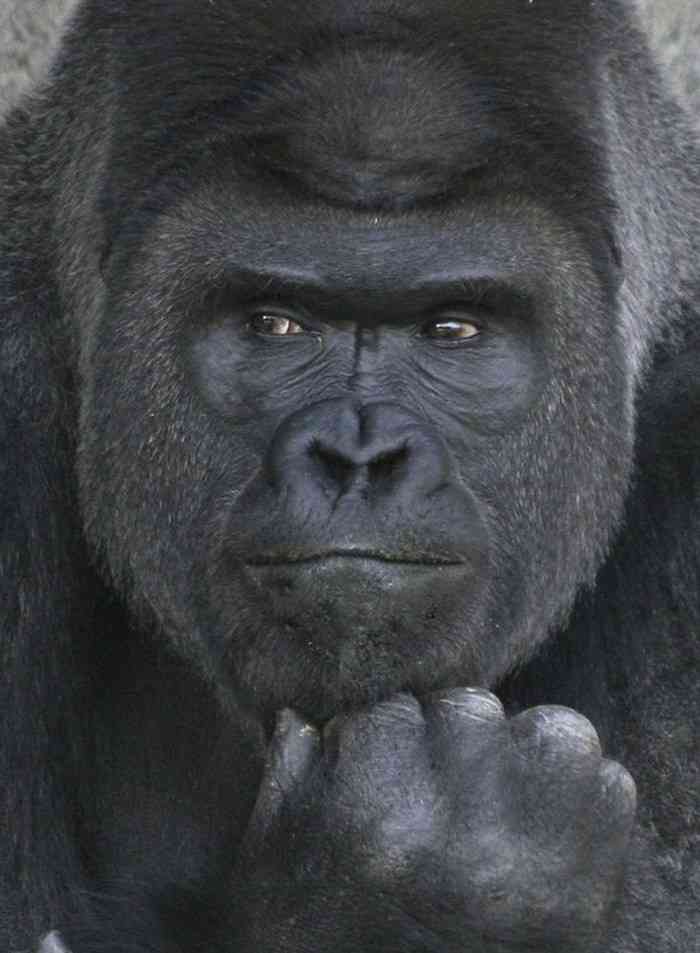 セクシーポーズな動物画像を笑いながら愛でるトピ