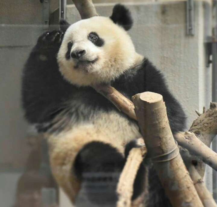 セクシーポーズな動物画像を笑いながら愛でるトピ