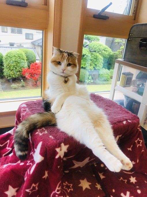 セクシーポーズな動物画像を笑いながら愛でるトピ