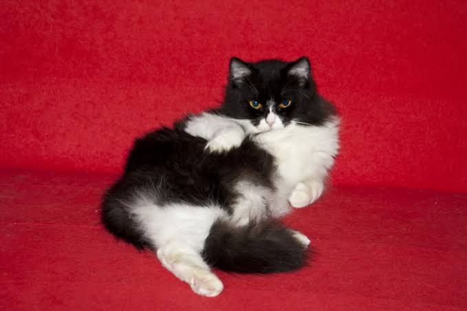 セクシーポーズな動物画像を笑いながら愛でるトピ