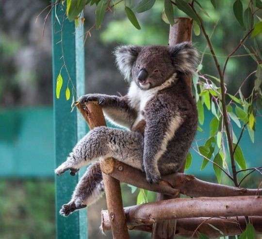セクシーポーズな動物画像を笑いながら愛でるトピ