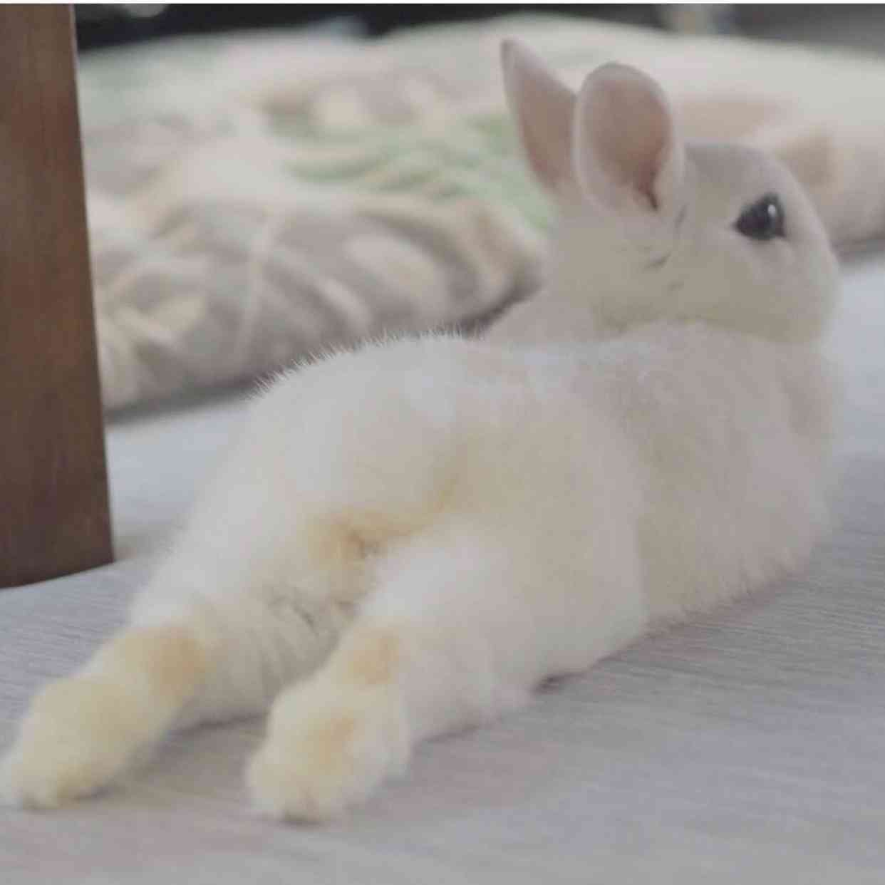 セクシーポーズな動物画像を笑いながら愛でるトピ