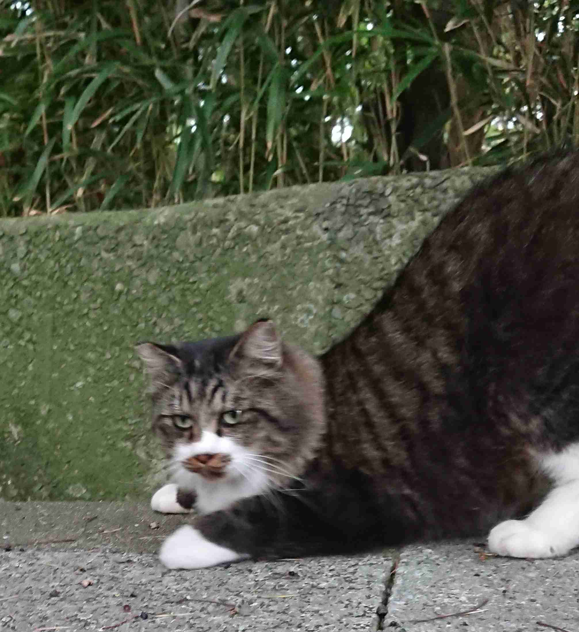 セクシーポーズな動物画像を笑いながら愛でるトピ