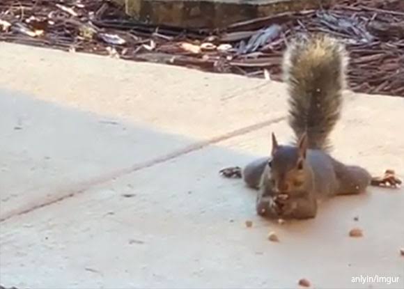 セクシーポーズな動物画像を笑いながら愛でるトピ