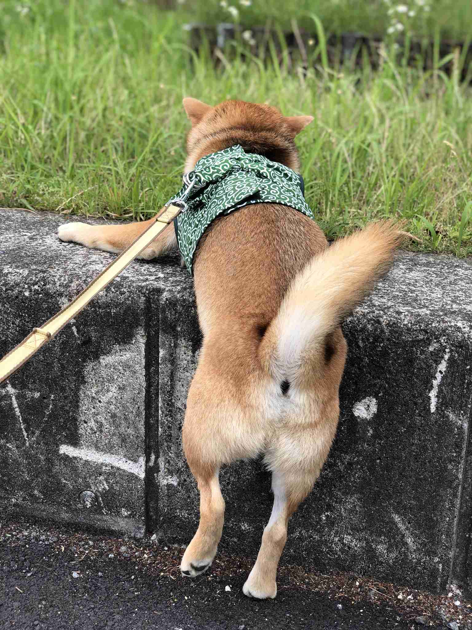 セクシーポーズな動物画像を笑いながら愛でるトピ