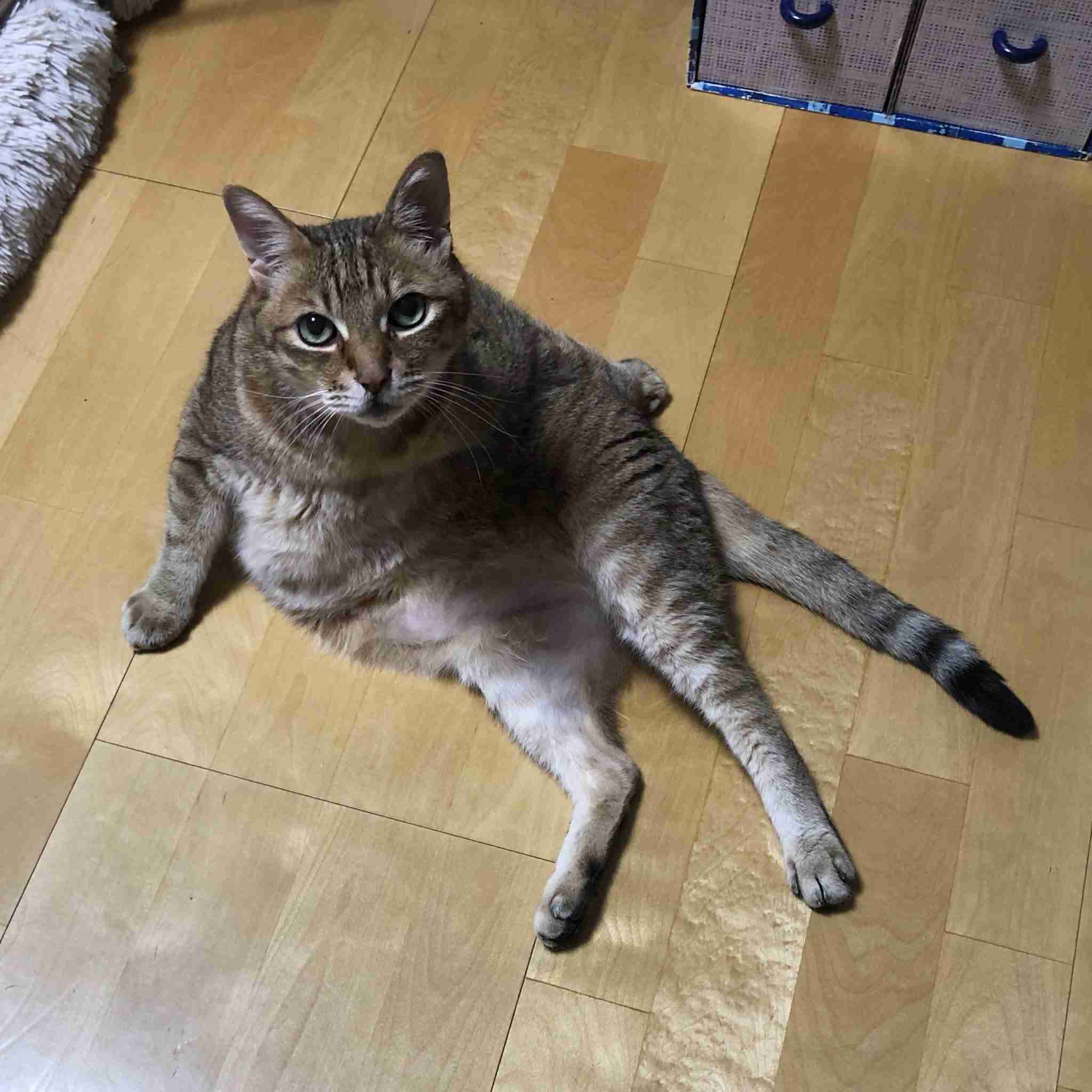 セクシーポーズな動物画像を笑いながら愛でるトピ