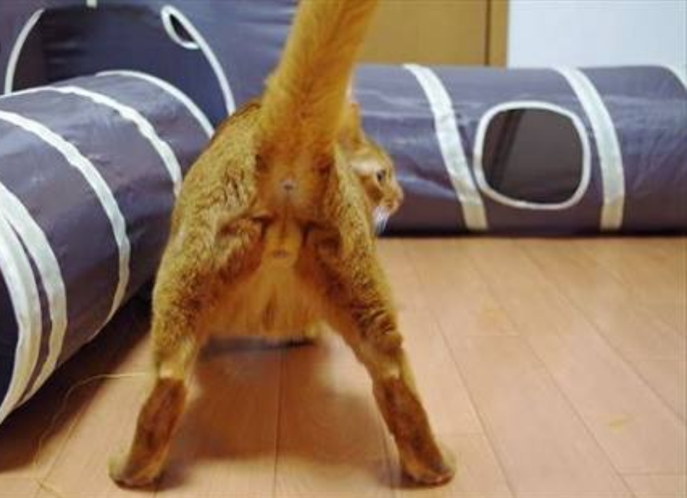 セクシーポーズな動物画像を笑いながら愛でるトピ