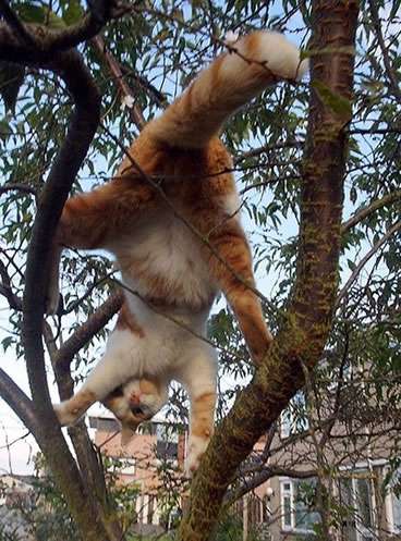 セクシーポーズな動物画像を笑いながら愛でるトピ