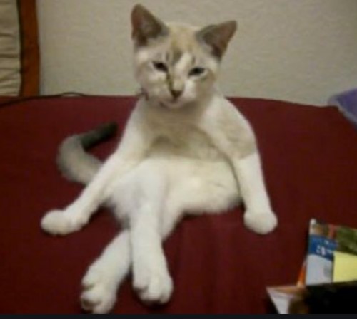 セクシーポーズな動物画像を笑いながら愛でるトピ