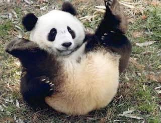 セクシーポーズな動物画像を笑いながら愛でるトピ